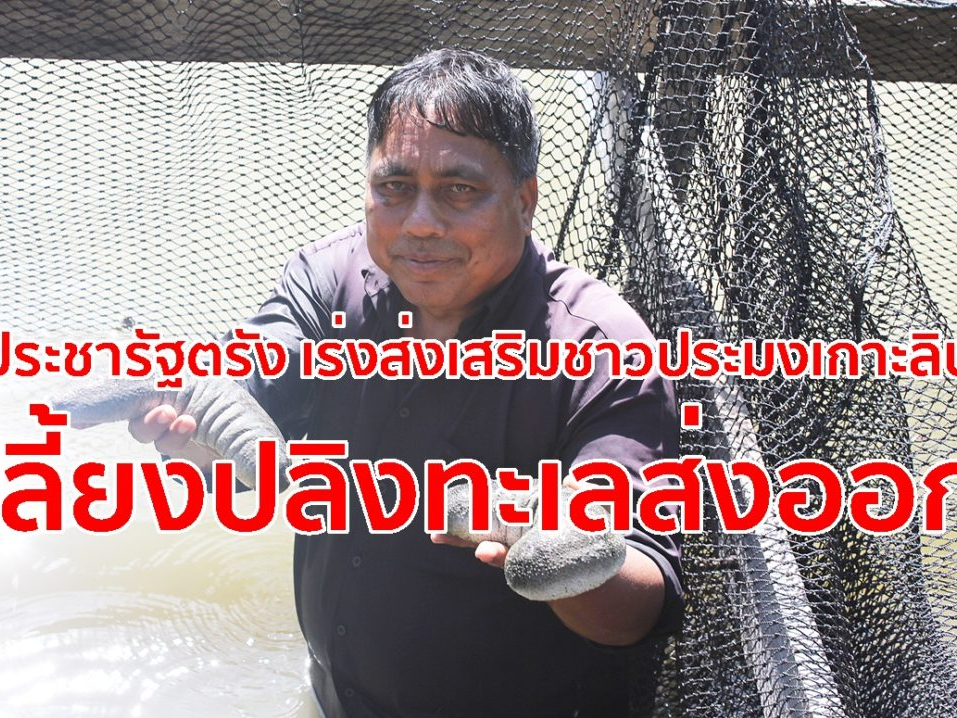 ประชารัฐตรัง สร้างอาชีพใหม่ ให้ชาวประมงเลี้ยงปลิงทะเลส่งออก