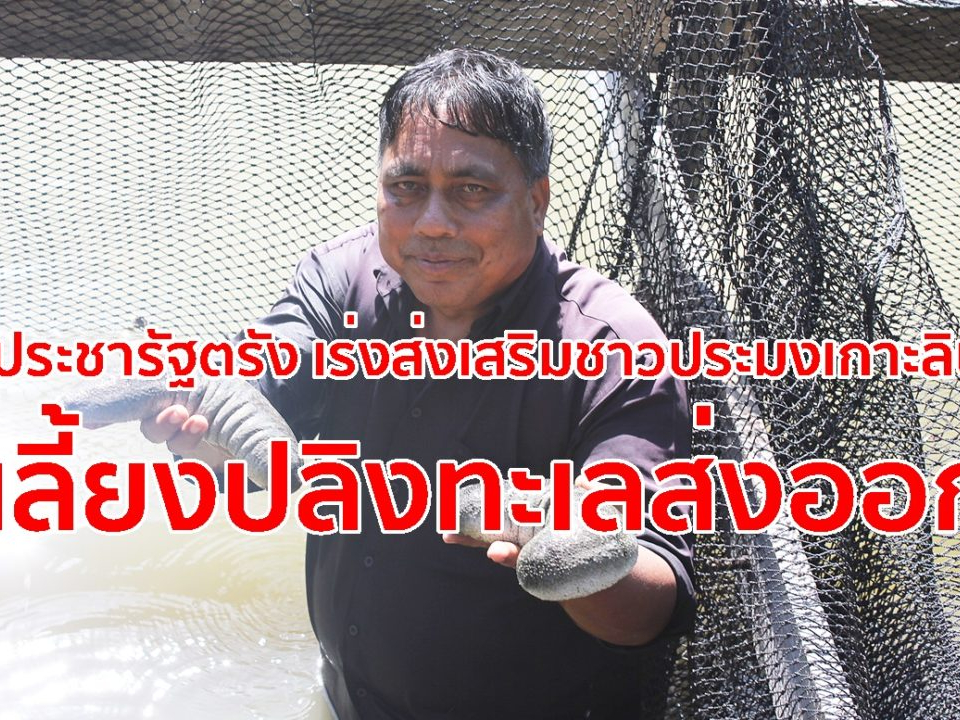 ประชารัฐตรัง สร้างอาชีพใหม่ ให้ชาวประมงเลี้ยงปลิงทะเลส่งออก